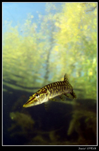Young pike just beneath the surface ... :-D by Daniel Strub 